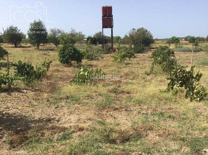 Foto 4df65101-2167-4ae5-b7c8-c5ba02029667. Propriété dans Almonte Almonte