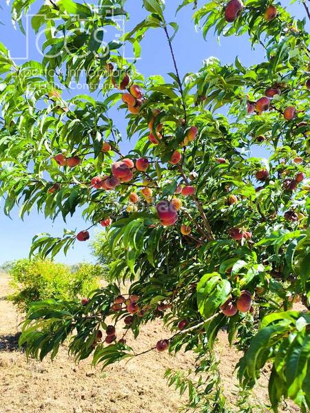 Foto 511b1bb2-50ea-4f3e-9af7-40f0661712f4. Propriété dans Almonte Almonte