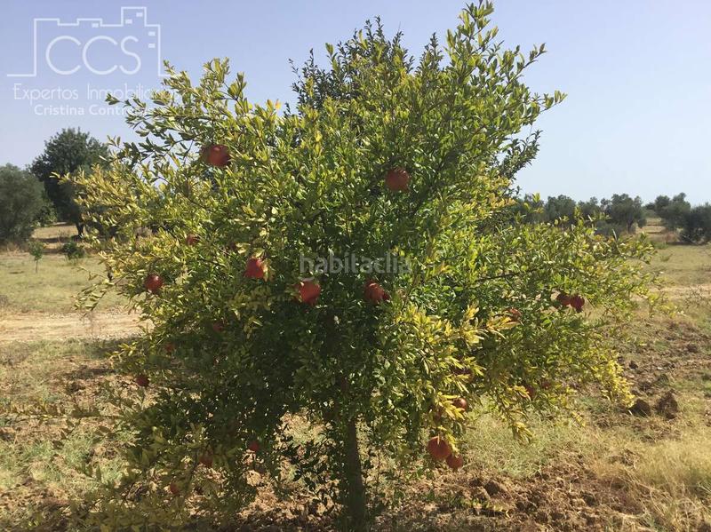 Foto 5674605d-c003-4a4b-aff2-b616939852d3. Propriété dans Almonte Almonte