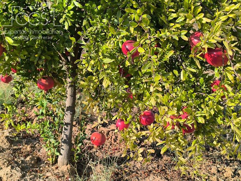 Foto 96d1fd7d-8aaf-47ad-8f35-4608d99b73e2. Propriété dans Almonte Almonte