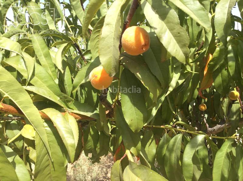 Foto c3ada960-613d-453b-818c-52196c0d9570. Propriété dans Almonte Almonte