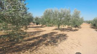 Finca rústica a Almonte. Venta de finca en concesión de 15.000m2 de terreno en almonte hu