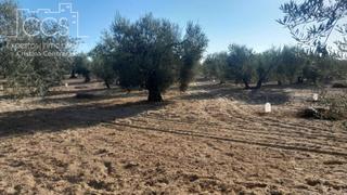 Landgut in Almonte. Venta de finca en concesión de 15.000m2 de terreno en almonte hu