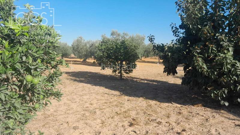 Foto 04b635f9-cfd6-4f07-a6ad-57dc20d3a54c. Propriété dans Almonte Almonte