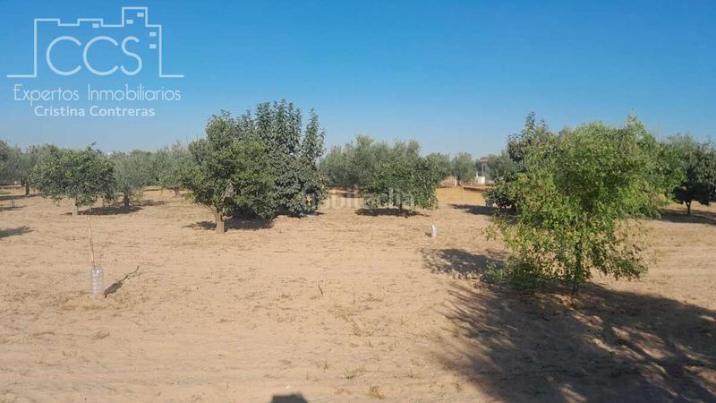 Foto 1032f0a2-6cc6-4587-ab26-606219b3d3bf. Propriété dans Almonte Almonte