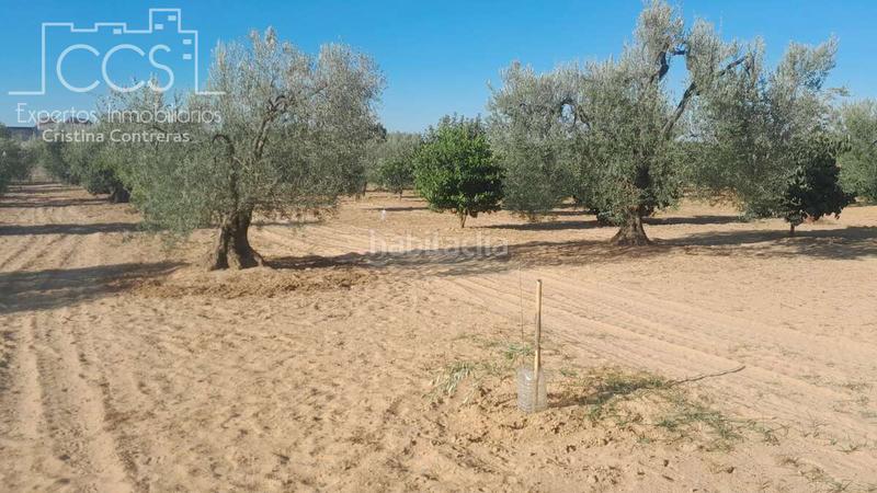 Foto 363a1912-ad5f-47ad-b361-1e81aa22fe9e. Propriété dans Almonte Almonte