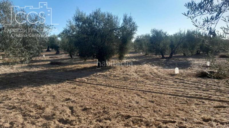 Foto d5f70272-fc83-40e1-a519-473e52040ef3. Propriété dans Almonte Almonte