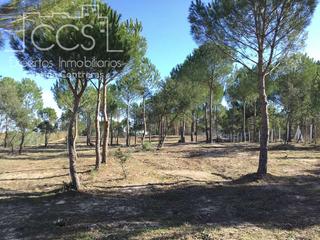 Bauernhof in Almonte. Venta de finca en propiedad de 12.860 m2 de terreno con  tierra