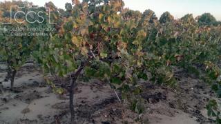 Finca rústica a Almonte. Venta de finca en concesión de 1h. de terreno, con olivos y viñe