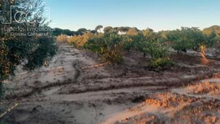 Finca rústica a Almonte. Venta de finca en concesión de 1h. de terreno, con olivos y viñe