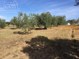 Mas à Almonte. Venta de finca en concesión de 33.600 m2 de terreno con casa de