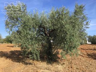 Bauernhof in Almonte. Venta de finca en concesión de 33.600 m2 de terreno con casa de