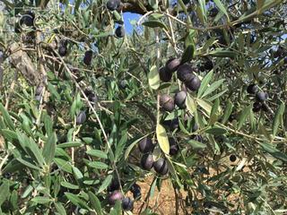 Mas à Almonte. Venta de finca en concesión de 33.600 m2 de terreno con casa de