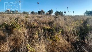 Finca rústica a Almonte. Venta de finca en concesión de 5000m2 de terreno con olivos en a