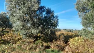 Finca rústica a Almonte. Venta de finca en concesión de 5000m2 de terreno con olivos en a