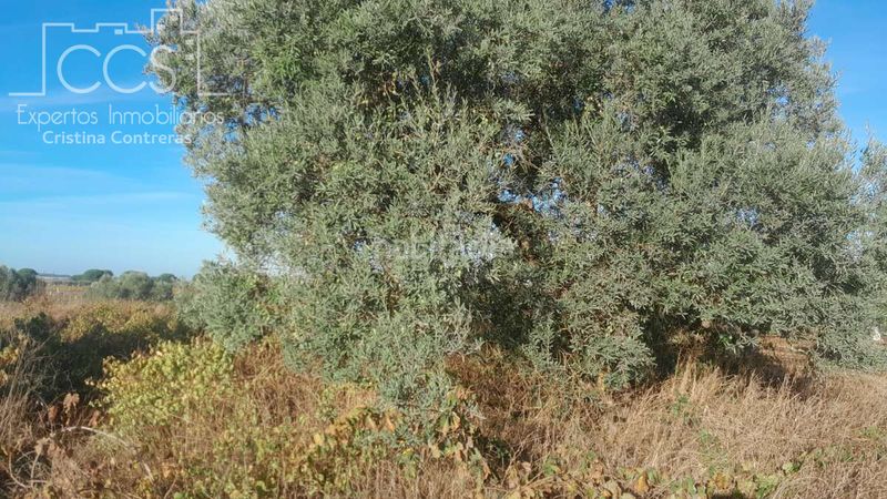 Foto 31691ee9-3022-49b2-901d-2c75bdaf7a16. Finca rústica a Almonte Almonte