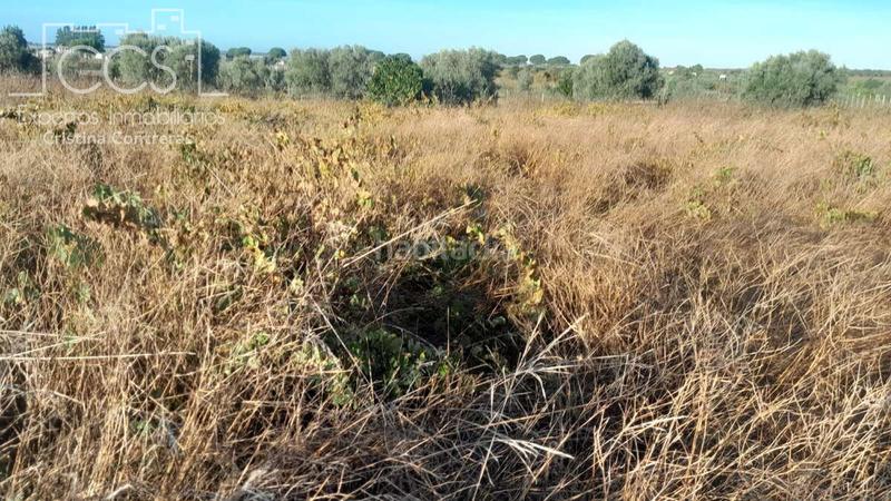 Foto 5c52f5ad-49f1-4814-8559-a7584fb5a248. Finca rústica a Almonte Almonte