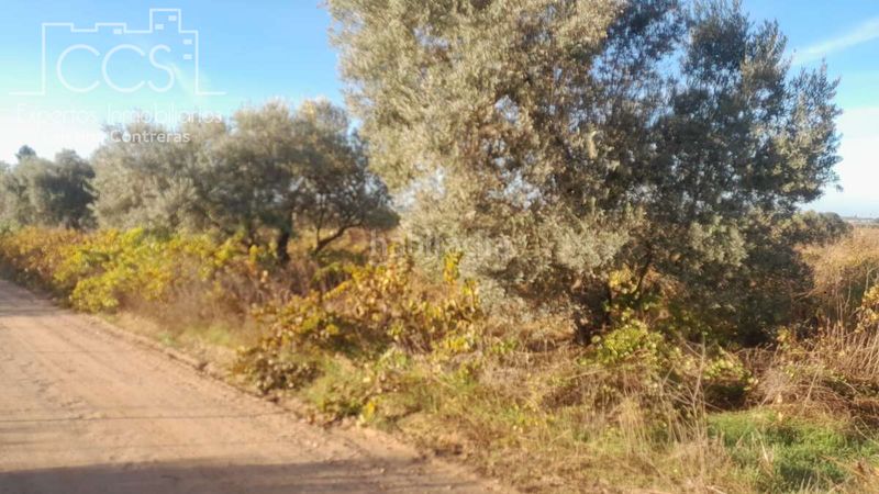 Foto a281be20-5430-4ac1-b0e0-273853436942. Finca rústica a Almonte Almonte