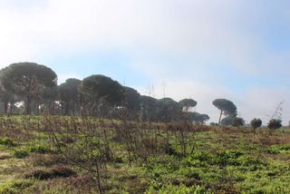Landgut in Almonte. Finca rústica en concesión de 17.000 m en almonte huelva