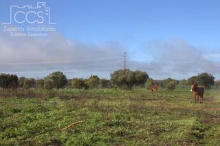 Finca rústica a Almonte. Venta de finca en concesión de 17.000m2 de terreno en almonte hu