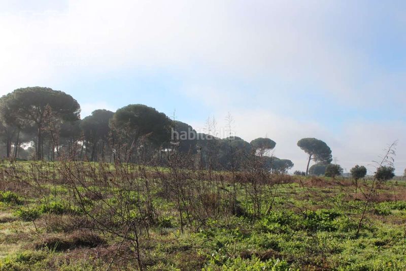 Foto 5f754053-40db-4673-be5a-4e8a6d2b1a31. Finca rústica a Almonte Almonte