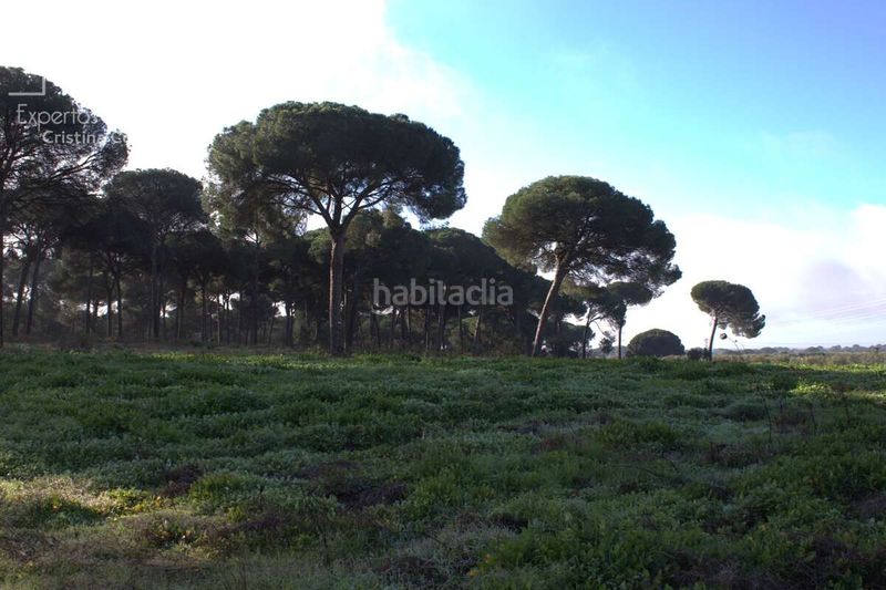 Foto 6ae6d7c8-8aab-458c-91d1-ded1b633448d. Finca rústica a Almonte Almonte