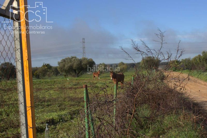 Foto a40c8b61-2533-4a39-adcd-b58702f81dea. Finca rústica a Almonte Almonte