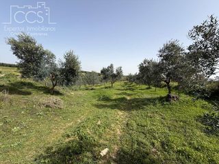 Country house in Pilas. Venta de finca de 39.764 m2 de terreno, con pozos legalizados, u
