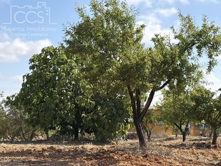 Bauernhof in Almonte. Venta de finca en propiedad de 15.907 m2 de terreno con casa de