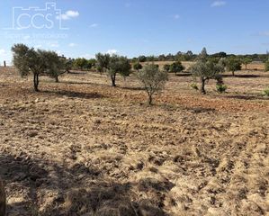 Masia a Almonte. Venta de finca en propiedad de 15.907 m2 de terreno con casa de