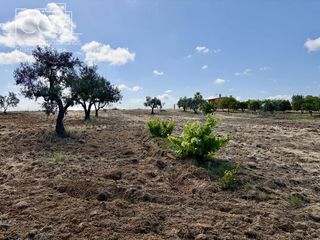 Bauernhof in Almonte. Venta de finca en propiedad de 15.907 m2 de terreno con casa de