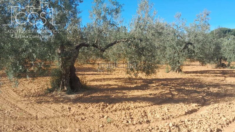 Foto fbb56333-5003-45a9-acb0-48be2289fa5d. Finca rústica a Almonte Almonte