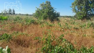 Finca rústica a Almonte. Venta de finca en concesión de 7.000m2 de terreno en almonte hue