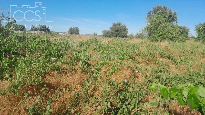 Foto f4c527e4-bdb8-4a19-9259-e9d282fbef96. Finca rústica a Almonte Almonte