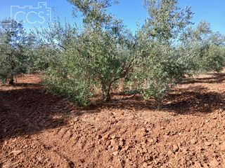 Landgut in Almonte. Venta de finca en propiedad  con 16.000m2 de terreno en almonte