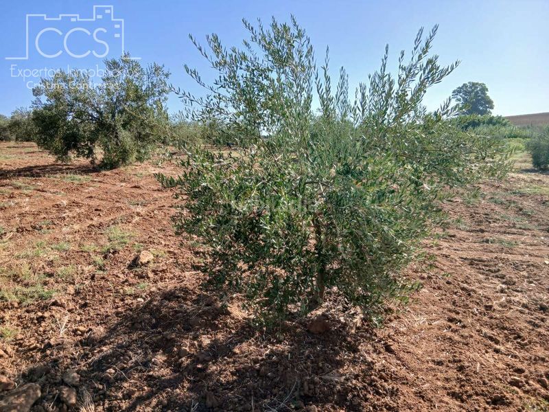 Foto 1c0cc6a8-0a6e-46a9-b361-9df934311f52. Finca rústica a Almonte Almonte