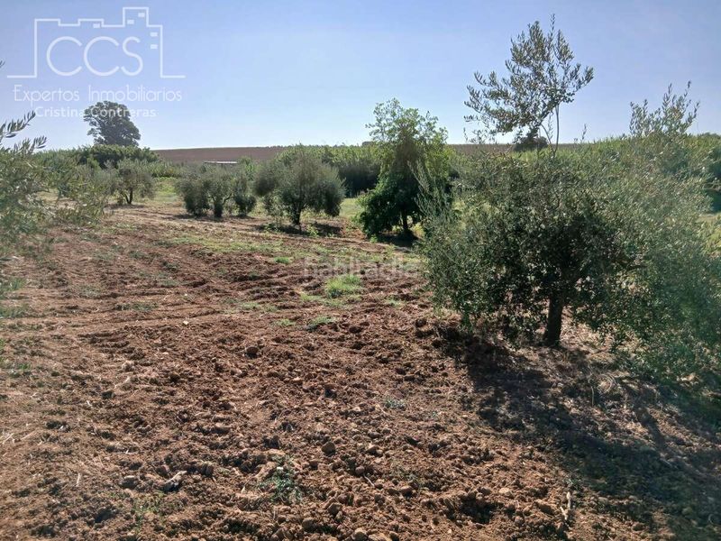 Foto ece0764d-62f4-45c1-b1e1-d3ea59ff6324. Finca rústica a Almonte Almonte