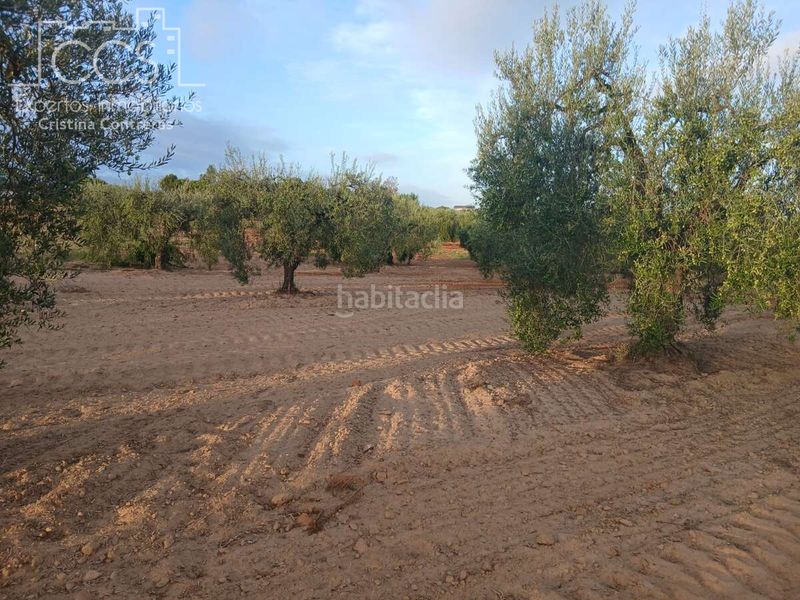 Foto 00746fad-b9f3-4806-b831-3ddfc764e0ba. Finca rústica a Almonte Almonte