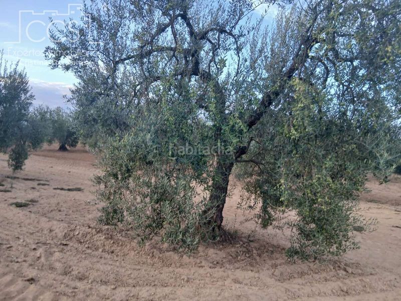 Foto 3c684675-14a9-4709-a84b-a1082b28bd83. Finca rústica a Almonte Almonte