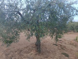 Finca rústica a Almonte. Venta de finca en concesion de 1ha de terreno en almonte huelva
