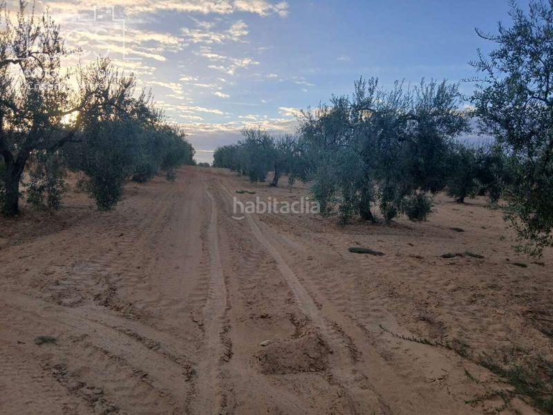 Foto f5a74eb0-4993-474e-ba32-889d1446ea91. Finca rústica a Almonte Almonte