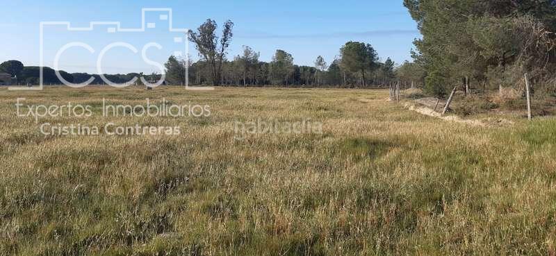 Foto db5628fb-a963-41c3-b3a2-97ef380a905e. Finca rústica a Almonte Almonte