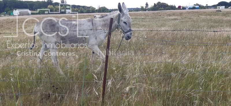 Foto a609aa25-b22e-4257-8a16-fe511603cf04. Finca rústica a Almonte Almonte