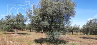 Finca rústica a Almonte. Venta de finca en propiedad de 1.70ha de olivar centenario en pr