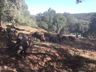 Finca rústica a Cazalla de la Sierra. Venta de finca rústica de 7,4675 ha. de encinas y alcornoques co