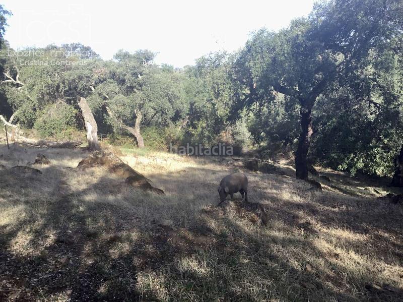Foto 18aa4f30-dca2-49bd-a614-98e3fe75e170. Finca rústica a Cazalla de la Sierra