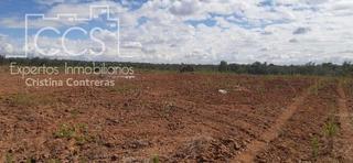 Finca rústica a Almonte. Venta de finca en propiedad de 1ha. en almonte huelva