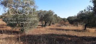 Finca rústica a Almonte. Venta de finca de 4,242 ha en almonte, de olivar en propiedad
