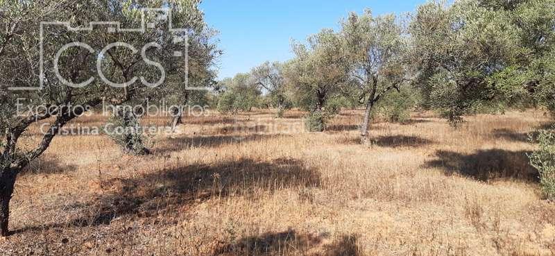 Foto 2a0af559-c8b4-4efb-b2a5-88dd50521d09. Finca rústica a Almonte Almonte