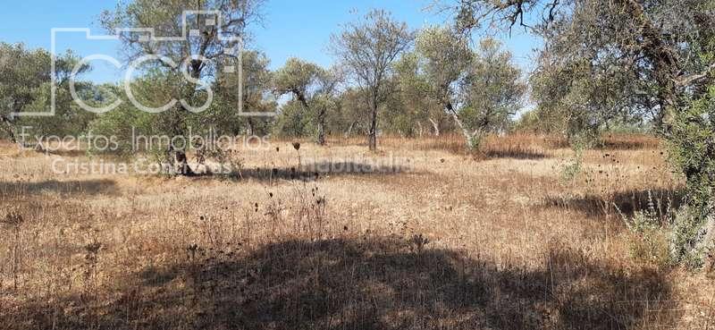 Foto 90723881-82d6-48a3-a766-176da9fb3071. Finca rústica a Almonte Almonte